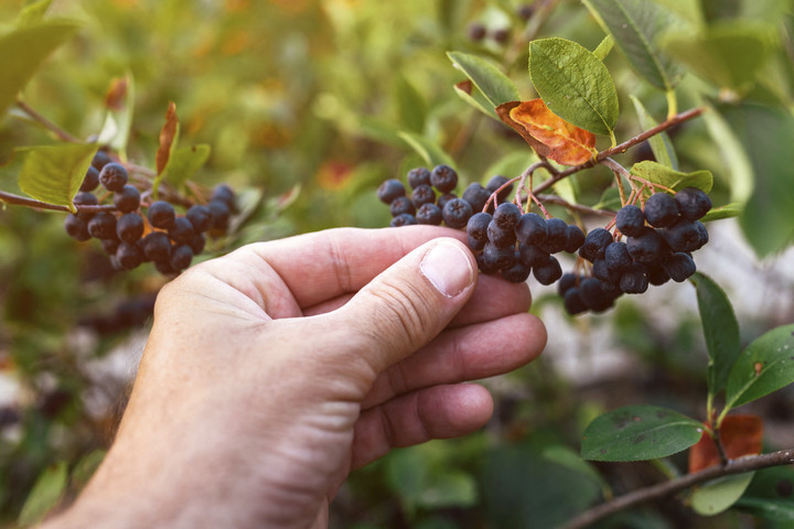 A „fekete aranynak” nevezett gyümölcs az egészség szuperhőse
