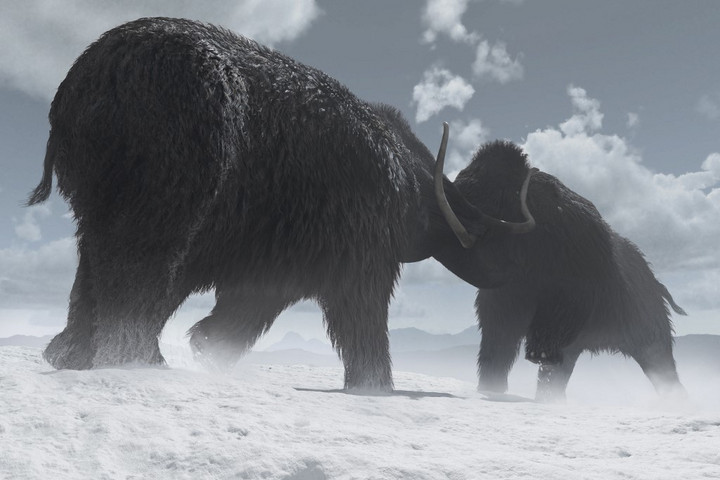 Fotó: AFP/Science Photo Library/MGA/Science Photo Libra/Mark Garlick Ősi RNS-t vontak ki 40 000 éves gyapjas mamutból