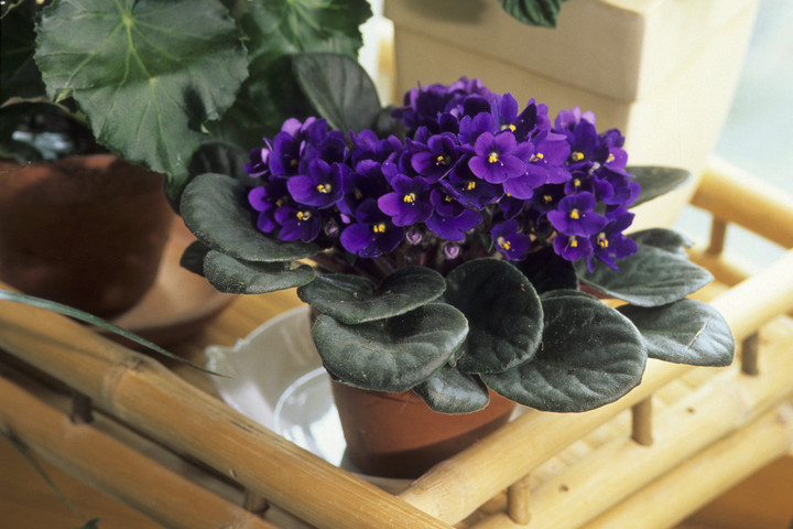 Öt szobanövény, amelyek szinte egész évben virágoznak