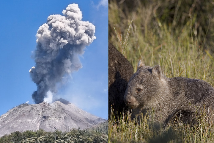 Összefüggést találtak a vombatürülék és a vulkánkitörések között