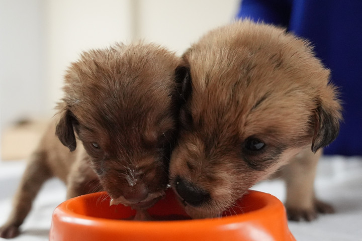 Milyen gyakran etessük helyesen a kutyánkat?