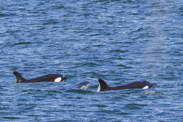 Van egy ragadozó az óceánban, amely rettegést kelt a nagy fehér cápákban