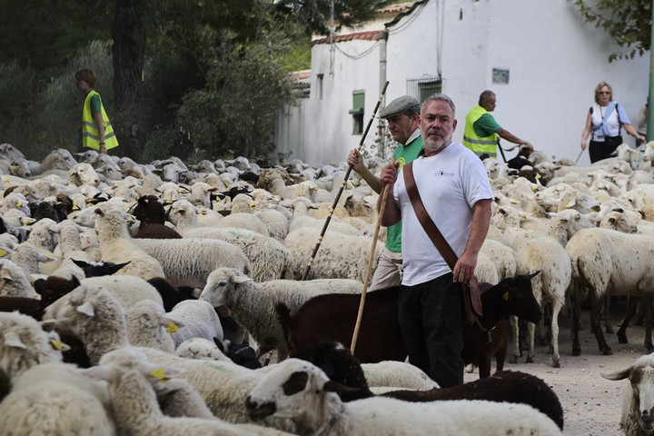 Vitték a juhokat, mintha nem lenne holnap