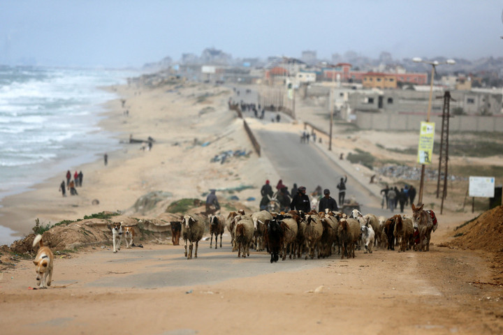 A Gázai övezetben minden állatot megöltek