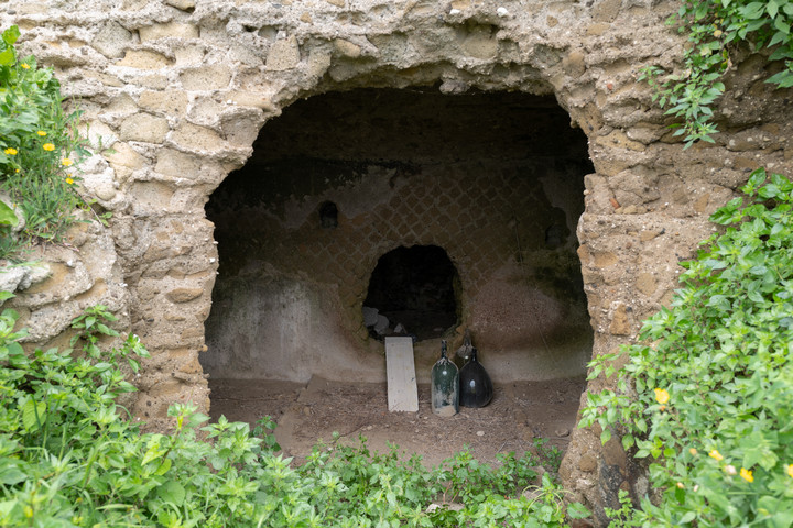 Fejjel lefelé nő egy rejtélyes fügefa