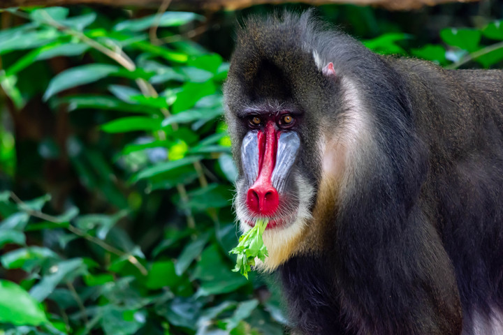 Fotó: NorthFoto A világ legnagyobb majma több mint 800 egyedből álló "hordákban" kóborol az erdőben