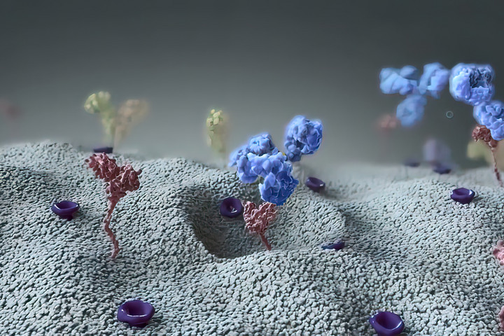 Fotó: NorthFoto Az immunterápia a legfejlettebb fegyver a rák ellen