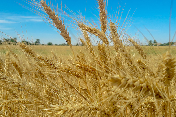 Milliárdos veszteség és technológiai összeomlás fenyegeti az ukrán agráriumot