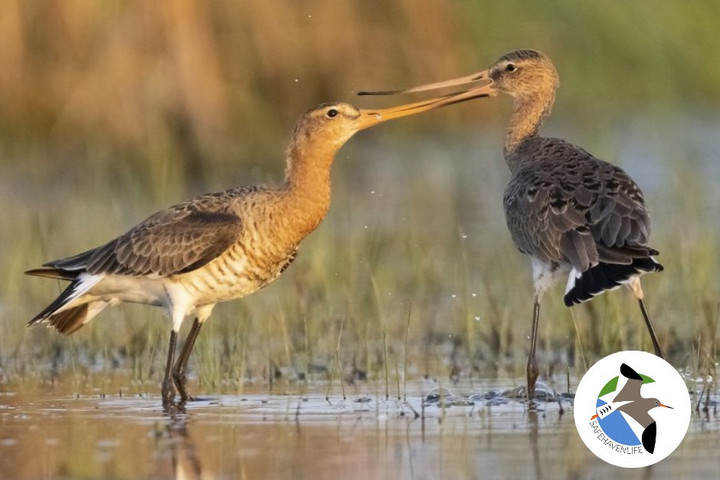 A dél-alföldi szikes tavak rehabilitációjára indult új projekt