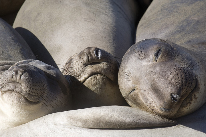Fókatetemek töltötték meg a Kaszpi-tenger partjait