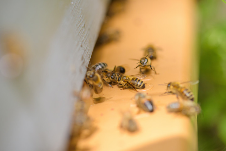 Fotó: NorthFoto A tudósok természetes botoxot találtak a méhek mérgében