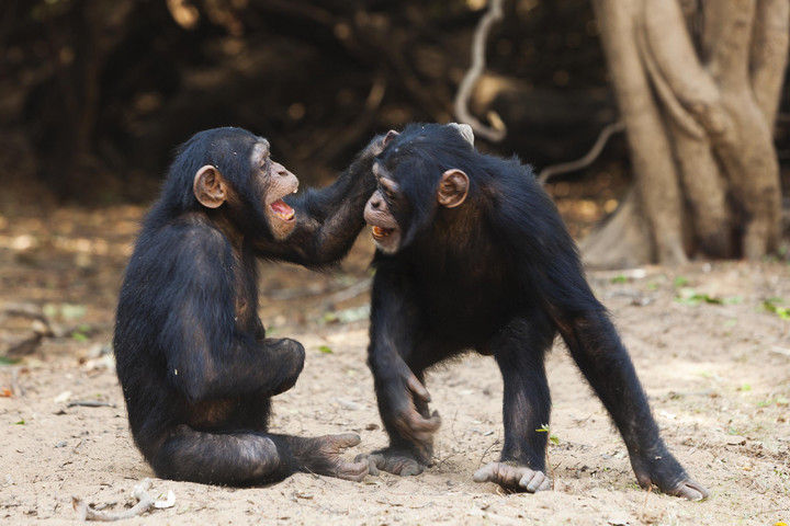 Fotó: NorthFoto/David Greyo / Barcroft Media A csimpánzok úgy gondolkodnak, mint a gyerekek