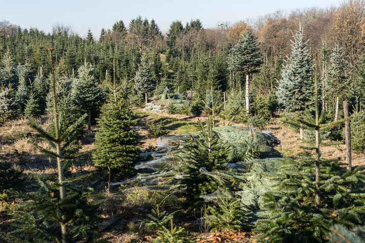 Már vágják, helyenként árusítják is a karácsonyhának valót + GALÉRIA