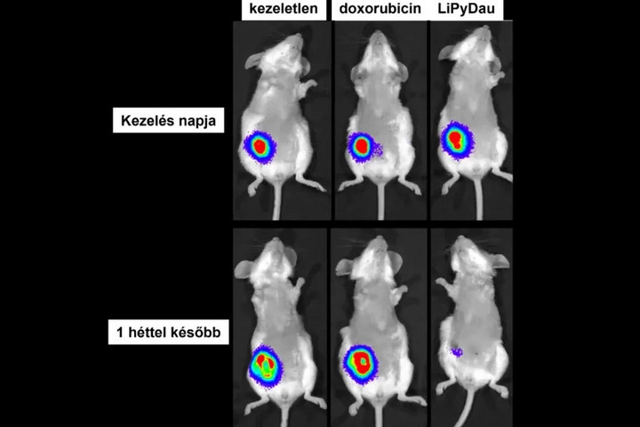 Új lendületet adhat a rák elleni harcnak a magyar kutatók fejlesztése