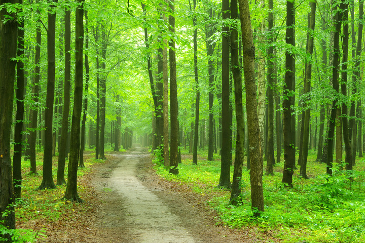 A növények titkos kommunikációja