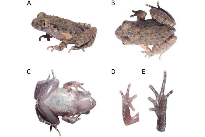 Kungfubékát fedeztek fel Dél-Kínában