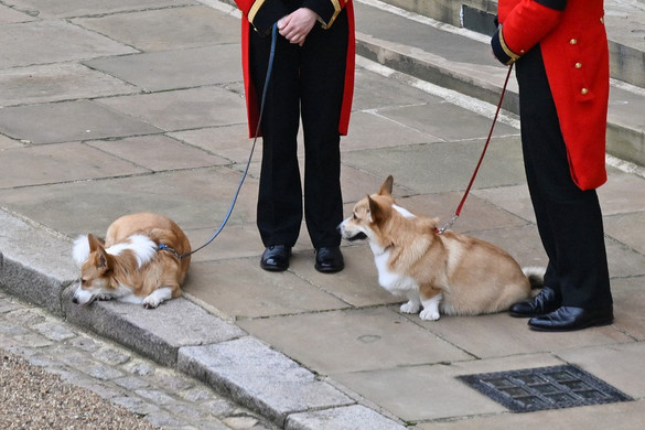 Kiderült mi lesz a sorsuk a néhai királynő corgijainak