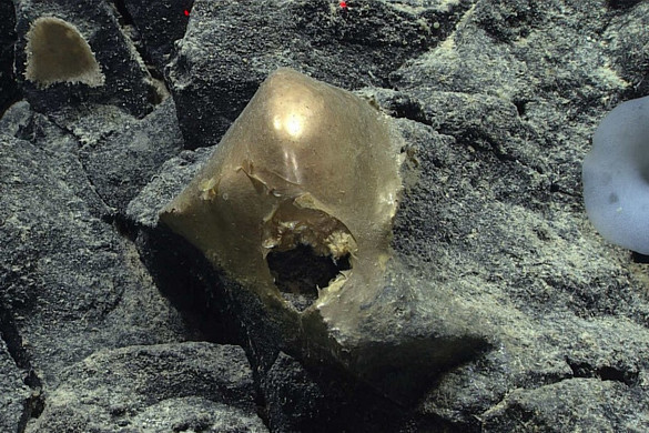 Titokzatos aranygömböt találtak a tenger mélyén