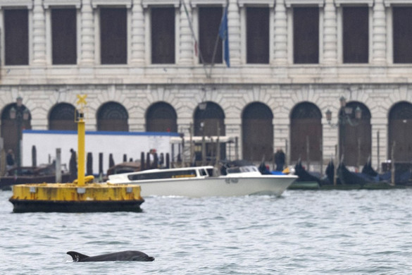 Újra otthon Mimmo, a velencei delfin