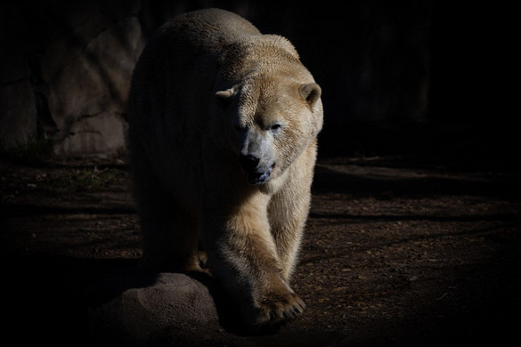 Ez az étel egyszerre 52 embert ölhet meg