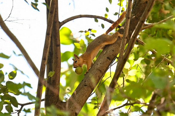 Az aranyér és a köszvény gyógymódja