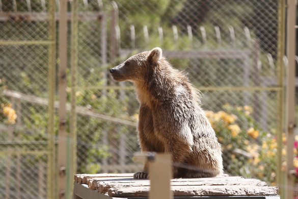 Fotó: Anadolu via AFP/Suleyman Elcin Halálos medvetámadás Hollywoodban