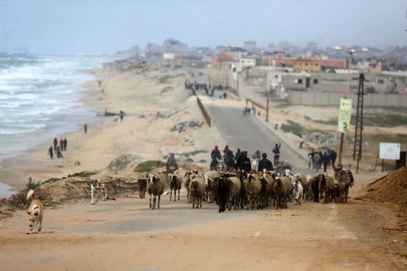 A Gázai övezetben minden állatot megöltek