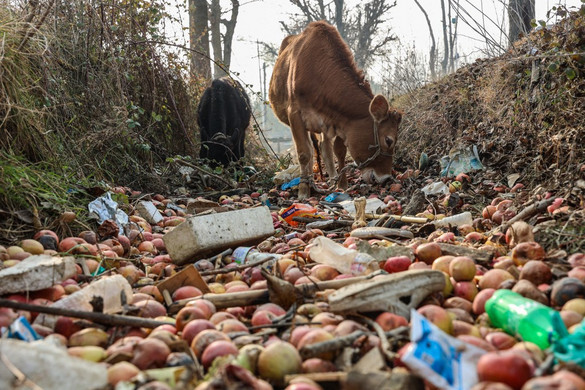 Fotó: AFP/NurPhotoNasir Kachroo Élen járunk az élelmiszer-pazarlás elleni küzdelemben
