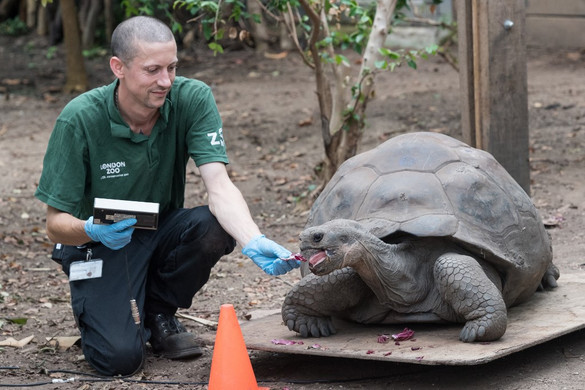 Elpusztult Gramma, a 141 éves galápagosi óriásteknős