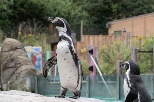 Veszélyeztetett faj lett a Humboldt-pingvin