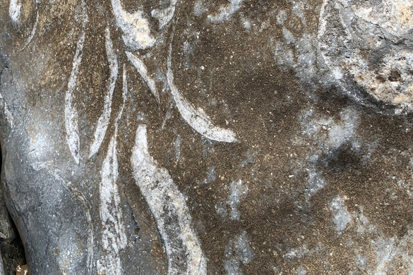 Mágneses helymeghatározó rendszert találtak ősi állati fosszíliákban