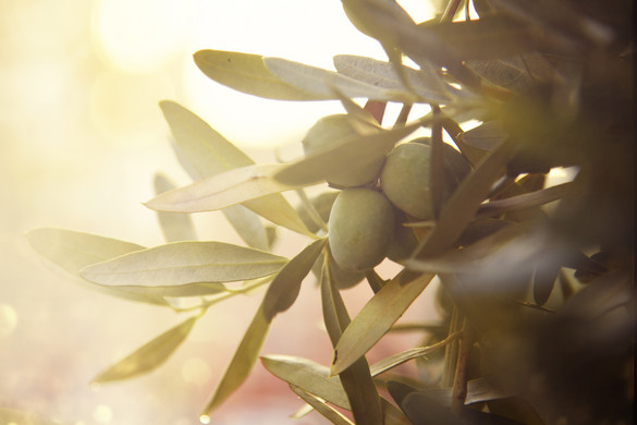 Az olívaolajnak van egy rejtett tulajdonsága