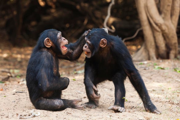 A csimpánzok úgy gondolkodnak, mint a gyerekek