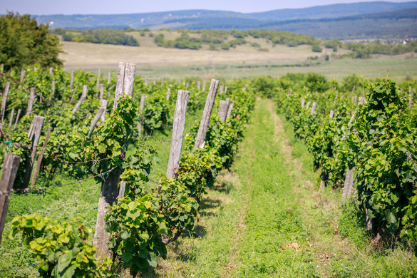 Folytatódik a földértékesítési program