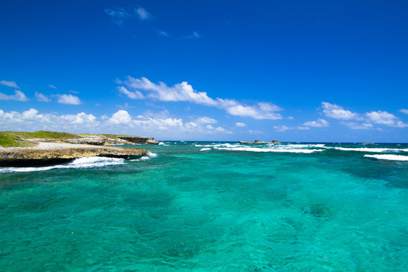 Az intelligencia, ami nem agyból fakad