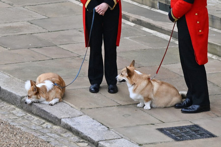 Kiderült mi lesz a sorsuk a néhai királynő corgijainak