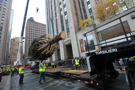 Már áll New York legendás karácsonyfája