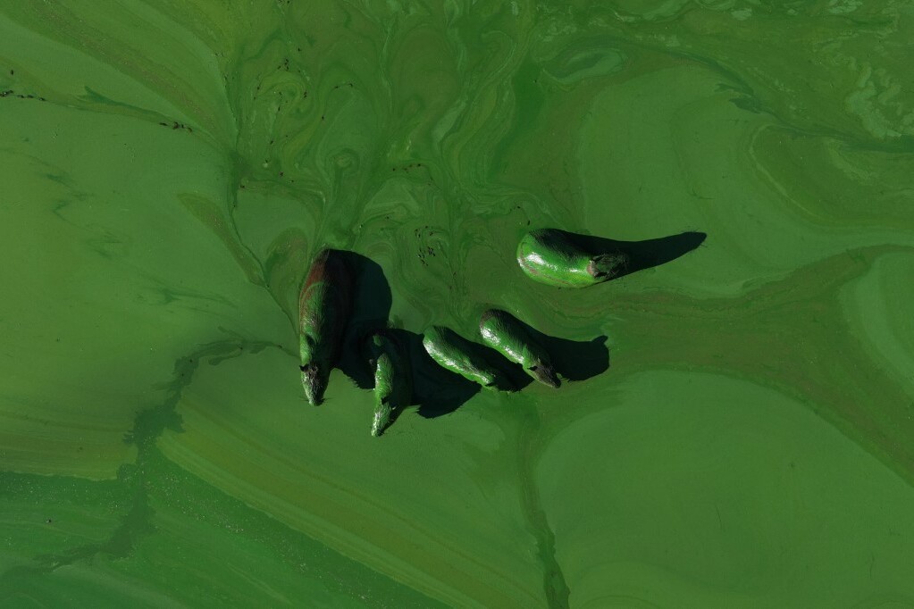 Vízidisznók (Hydrochoerus hydrochaeris) élénkzöld nyálkával borítva a cianobaktériumok okozta nyálkás képződményben a Salto Grande-tó vizében