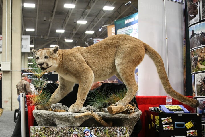 Fotó: AFP/Loren Elliott Egy puma miatt hívták a rendőrséget Hamburgban