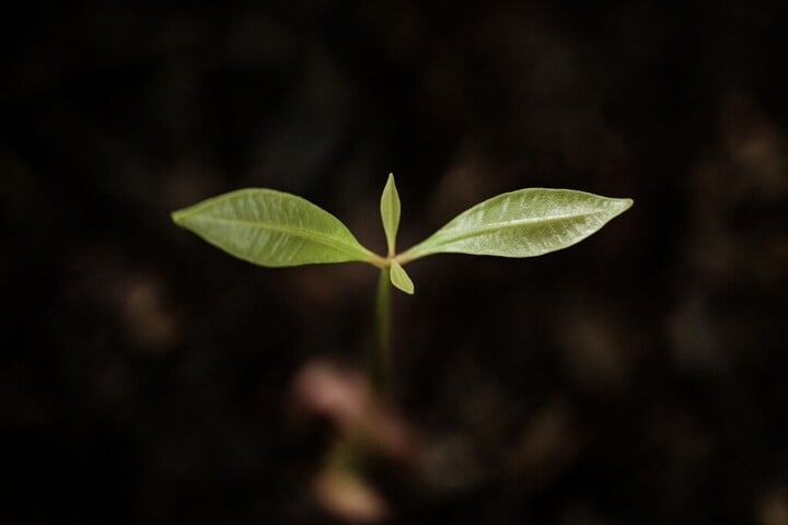 Rügyező fák télen?