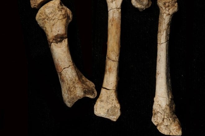 A titokzatos lábfosszília felforgathatja az emberi családfát