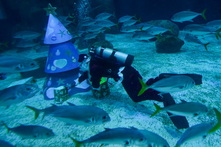 Hogyan kerül a tó mélyére egy feldíszített karácsonyfa?