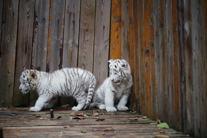 Műanyagcsomagolás okozta egy fehér tigriskölyök halálát egy romániai állatkertben
