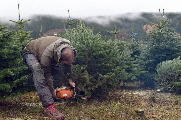 Rémisztő, mi rejtőzhet egy karácsonyfán