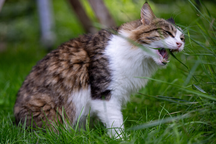 Miért esznek a macskák és a kutyák füvet?