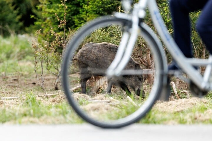 Fotó: AFP/DPA/Matthias Balk A német disznók sem barátságosak