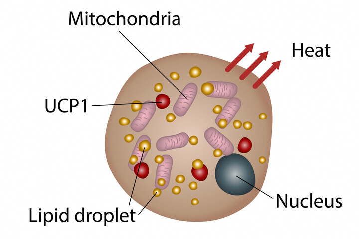 Létezik egy zsír, ami még a kalóriaégetést is segíti