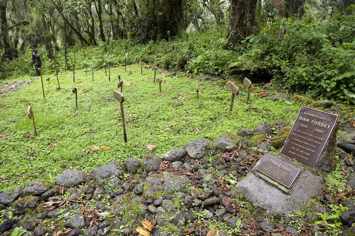 A hegyi gorillák életének legjobb ismerője