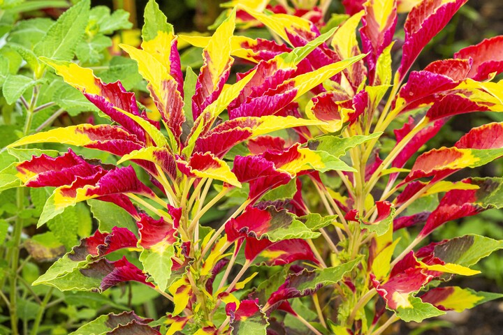 Brazília titkos növénye ízületi gyulladás ellen?