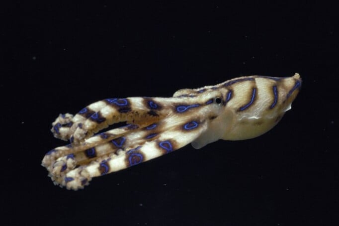 Édes kis, színes polipot talált egy férfi, hajszálon múlt az élete